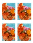 photomaton 42